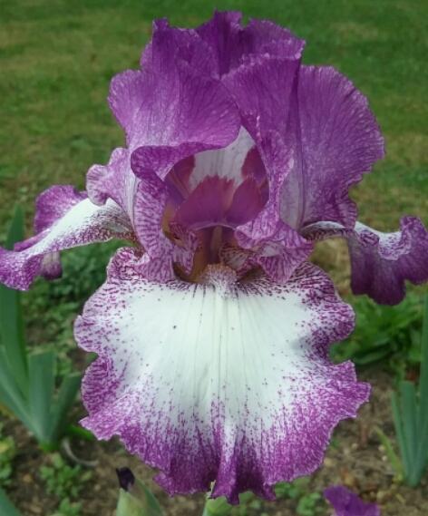 Photo of Tall Bearded Iris (Iris 'Mariposa Autumn') uploaded by Tiff2884
