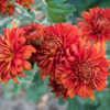 "Chrysanthemum 'Autumn Fire', 2016, Hardy Garden Upright [Mum] #c