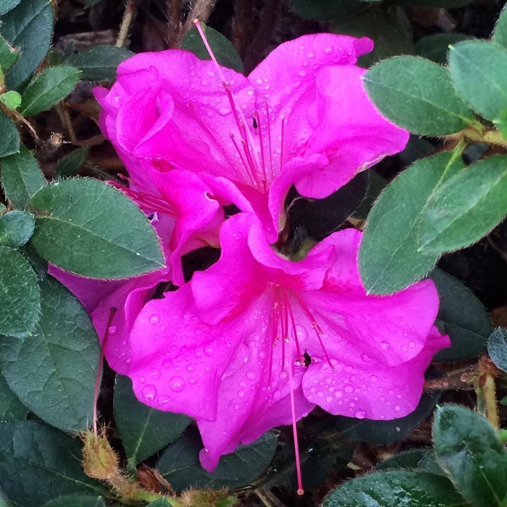 Photo of Azalea (Rhododendron Encore® Autumn Twist™) uploaded by Njiris