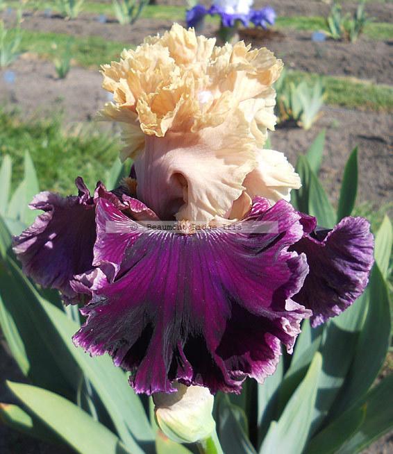 Photo of Tall Bearded Iris (Iris 'Jamaica Me Crazy') uploaded by TBMan
