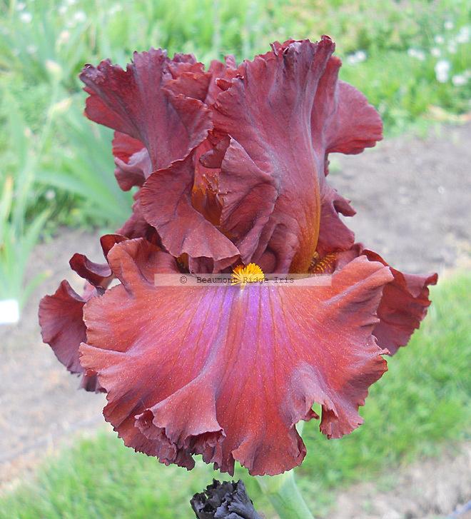 Photo of Tall Bearded Iris (Iris 'Cherokee Blaze') uploaded by TBMan