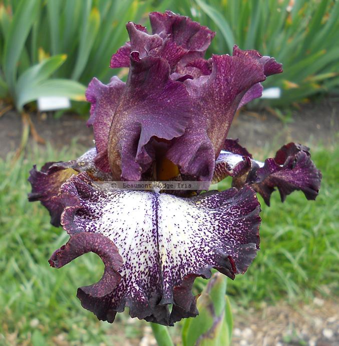 Photo of Tall Bearded Iris (Iris 'Chocolatté') uploaded by TBMan
