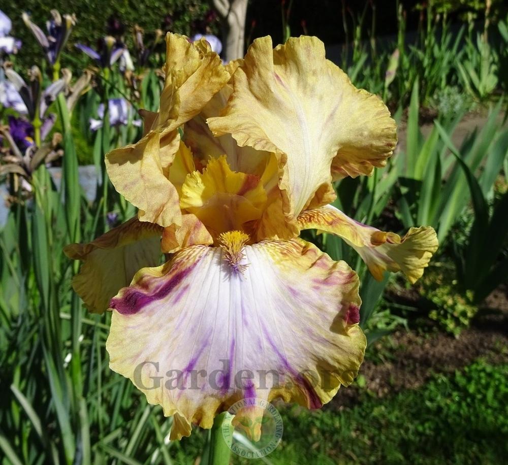 Photo of Tall Bearded Iris (Iris 'Toucan Tango') uploaded by Totally_Amazing