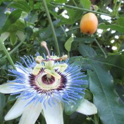 Location: Kyle, Texas
Date: 2017-10-15
The Blue passion vine produces a fruit late in the season