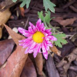 Location: Clinton, Michigan 49236
Date: 2017-10-16
"Chrysanthemum 'Dark Pink Daisy', 2017, MAMMOTH™ [Mum] #chrysan