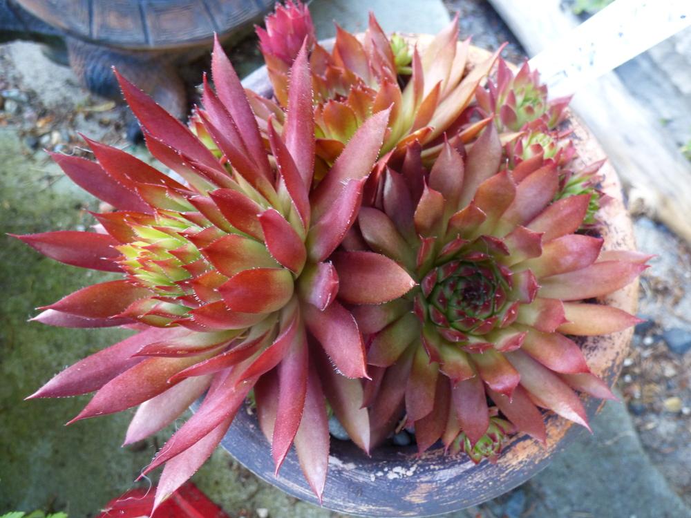 Photo of Hen and Chicks (Sempervivum 'Flasher') uploaded by MelissaHopper