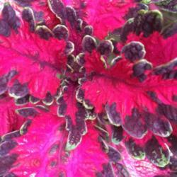Location: My garden, central NJ, Zone 7A
Date: 2017-10-16
Coleus Under The Sea Pink Reef
