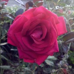 Location: My garden, Pequea, Pennsylvania 17565
Date: 2017-10-16
Hybrid Tea; unknown ID. My first rose; gift from Ethel Rutt