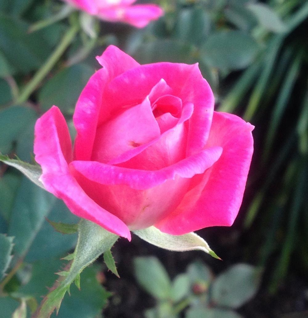 Photo of Rose (Rosa 'Pink Double Knock Out') uploaded by csandt