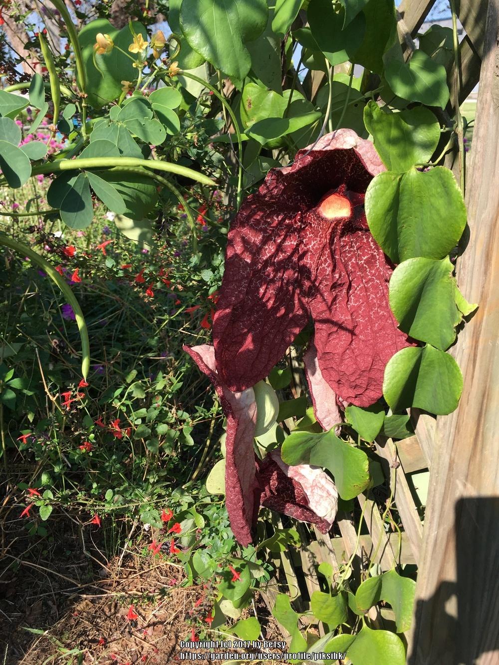 Photo of Aristolochia uploaded by piksihk