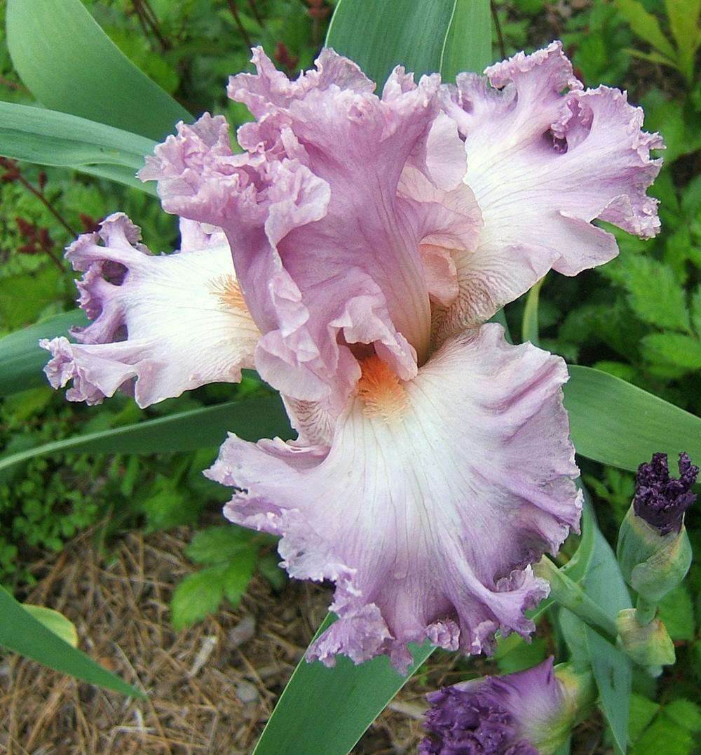 Photo of Tall Bearded Iris (Iris 'Social Graces') uploaded by pirl