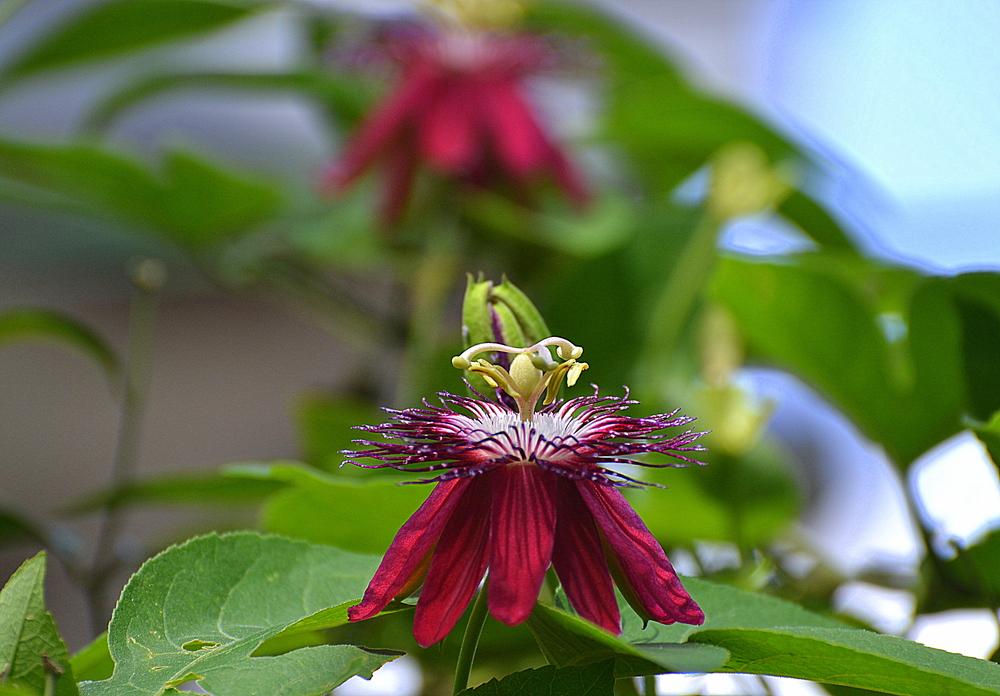 Photo of Passion Flower (Passiflora 'Lady Margaret') uploaded by sunkissed
