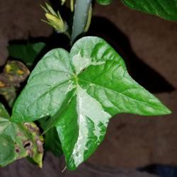 Location: Wilmington, Delaware USA
Date: 2017-10-18
Pleasantly variegated cicada leaf shape