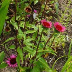 Location: Nora's Garden - Castlegar, B.C.
Date: 2016-07-02
 10:03 am. An exciting, new Echinacea.