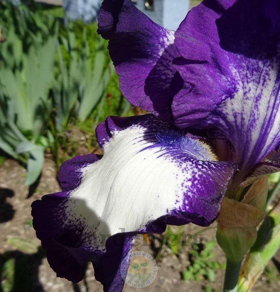 Photo of Tall Bearded Iris (Iris 'Going My Way') uploaded by Totally_Amazing