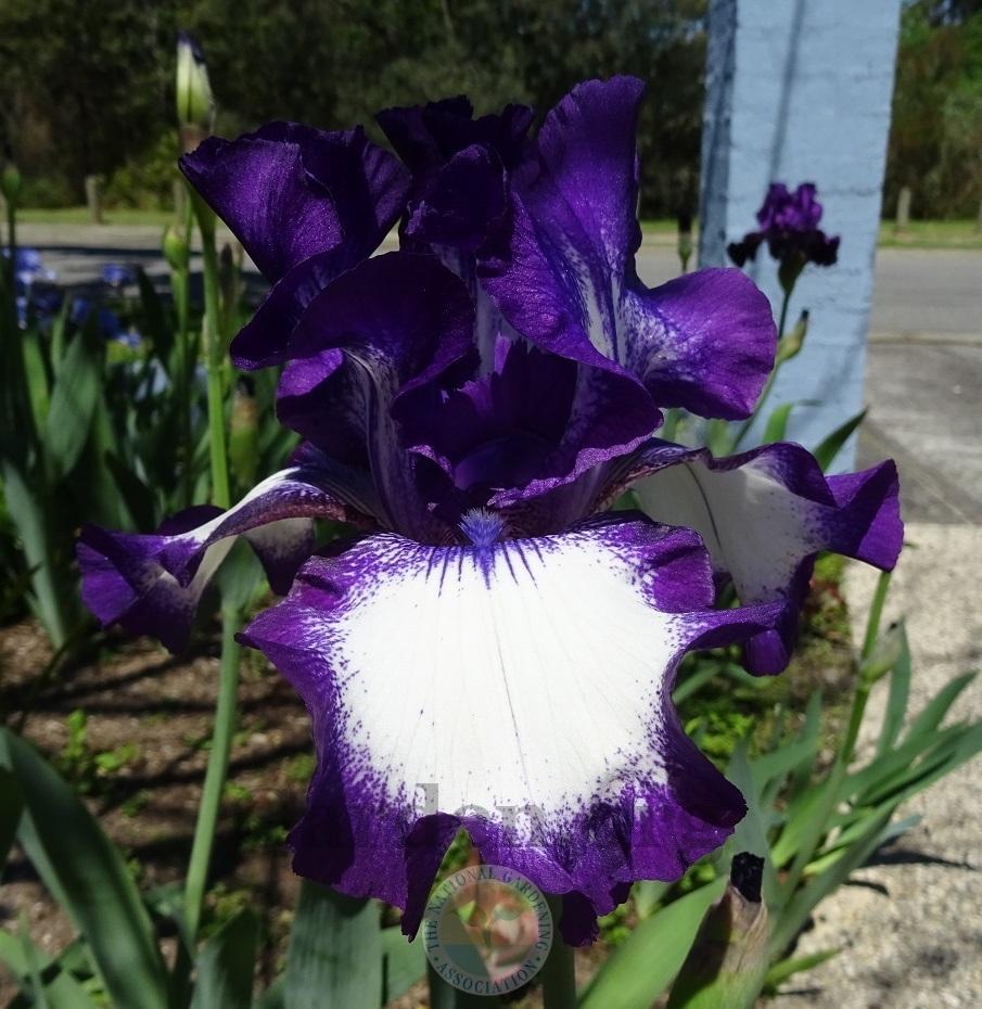 Photo of Tall Bearded Iris (Iris 'Going My Way') uploaded by Totally_Amazing