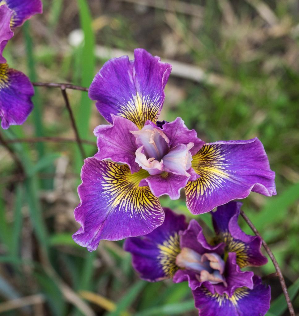 Photo of Siberian Iris (Iris 'Charming Billy') uploaded by frankrichards16