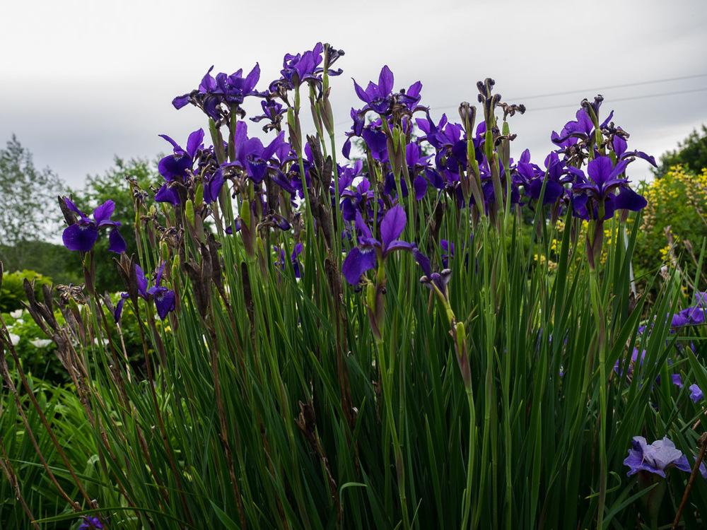 Photo of Siberian Iris (Iris 'Caesar's Brother') uploaded by frankrichards16