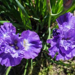 Location: Clinton, Michigan 49236
Date: 2017-10-18
"Iris sibirica 'Blueberry Fair', 2017, [Siberian Iris], EYE-riss 