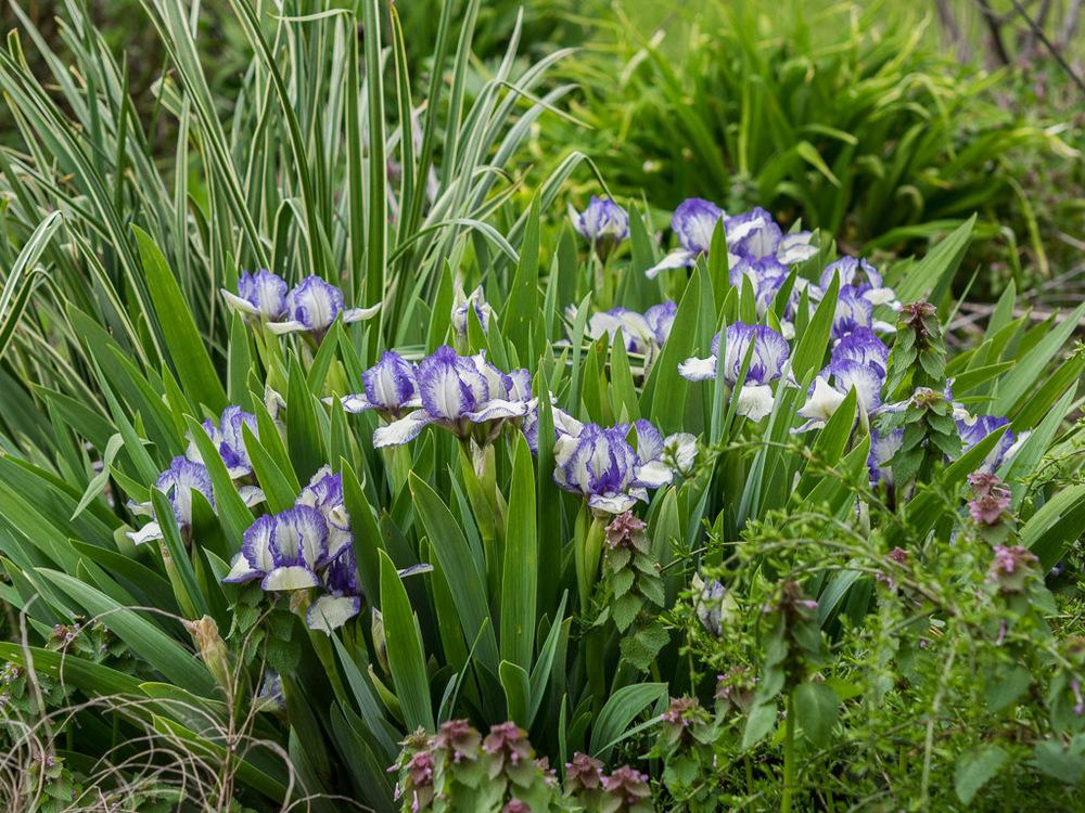 Photo of Standard Dwarf Bearded Iris (Iris 'Stitch Witch') uploaded by frankrichards16