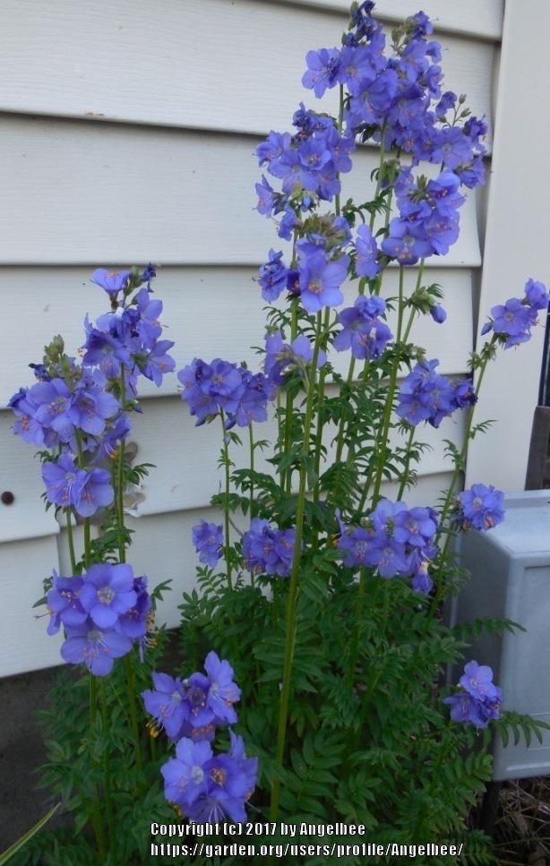 Photo of Creeping Jacob's Ladder (Polemonium reptans 'Blue Pearl') uploaded by Angelbee