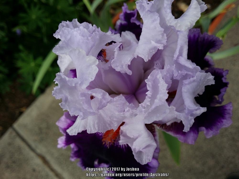Photo of Tall Bearded Iris (Iris 'Daring Deception') uploaded by Australis