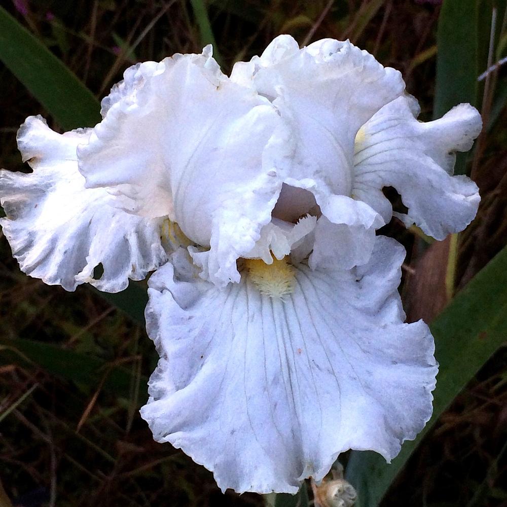 Photo of Tall Bearded Iris (Iris 'Lunar Whitewash') uploaded by Njiris