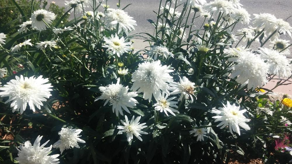 Photo of Shasta Daisies (Leucanthemum x superbum) uploaded by wpgardener