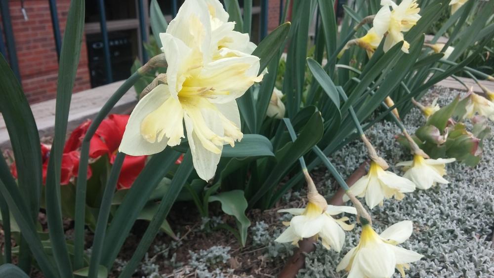 Photo of Daffodils (Narcissus) uploaded by wpgardener
