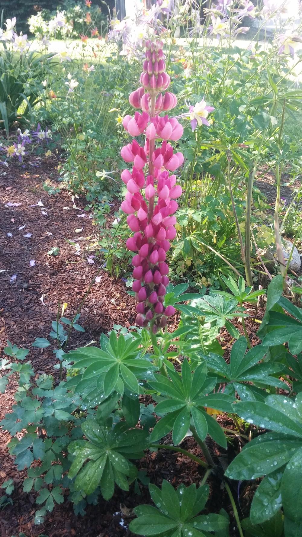 Photo of Russell Lupine (Lupinus regalis) uploaded by wpgardener