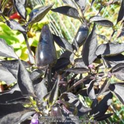 Location: garden
Date: 2017-08-26
Stem, Leaves and fruit are black. As the fuit ripens it will turn