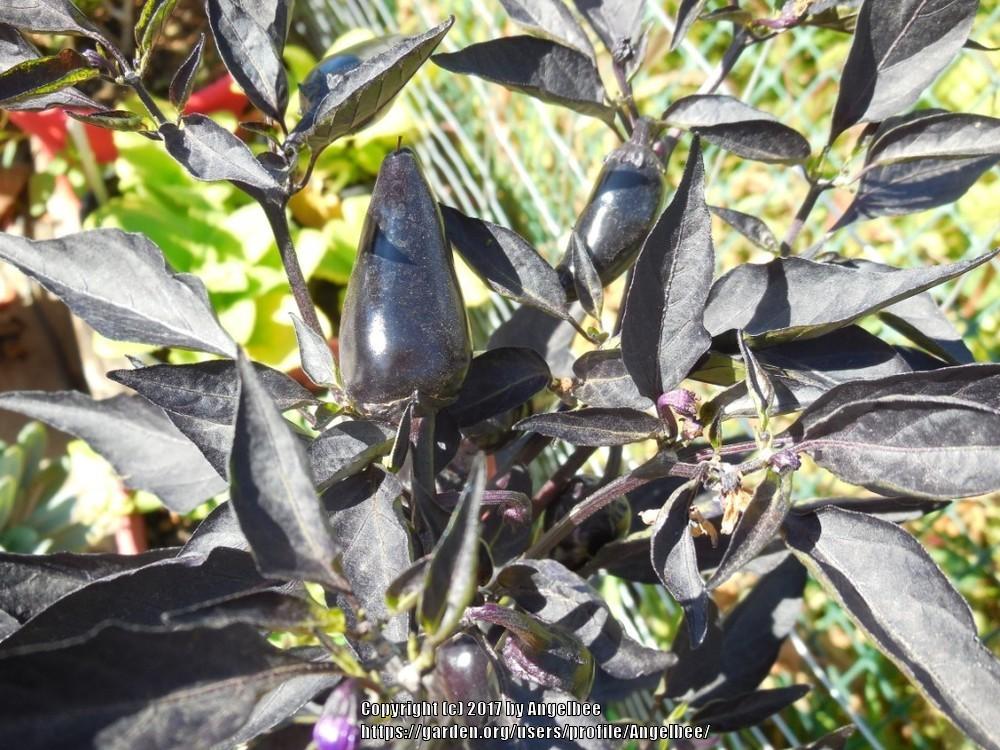 Photo of Pepper (Capsicum annuum 'Count Dracula') uploaded by Angelbee