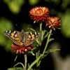 Painted Lady Butterfly perched atop the Strawflower