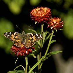 Location: Chicago Botanical Gardens
Date: 2017-10-18
Painted Lady Butterfly perched atop the Strawflower