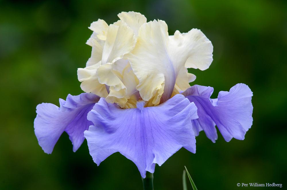 Photo of Tall Bearded Iris (Iris 'Haut les Voiles') uploaded by William