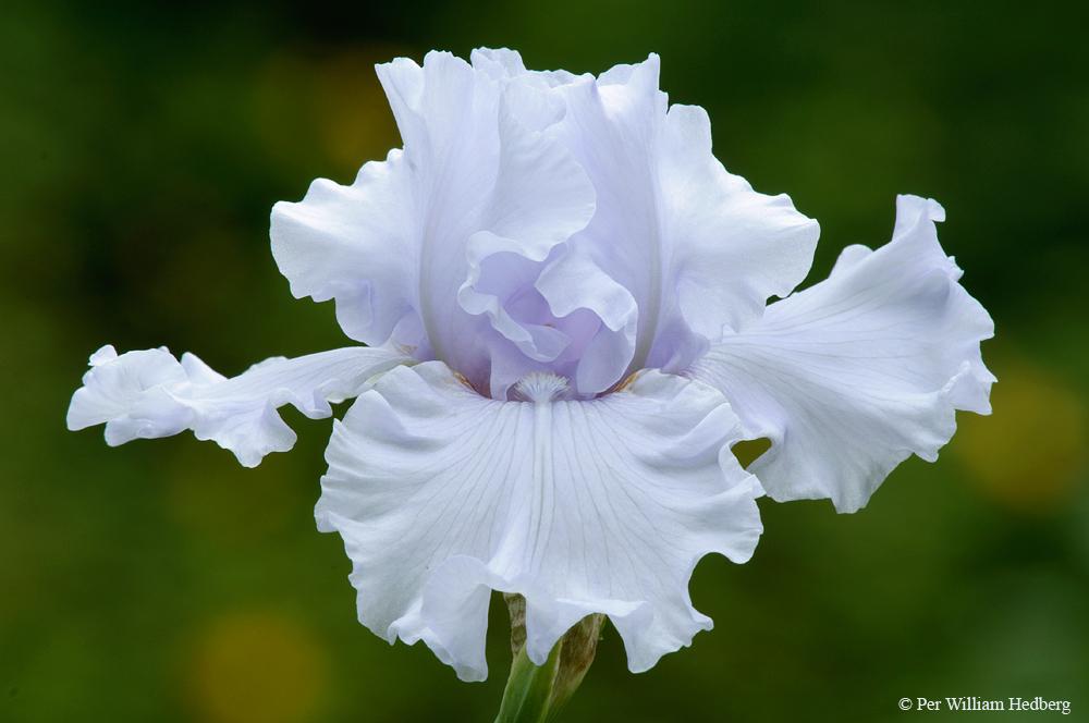 Photo of Tall Bearded Iris (Iris 'Silverado') uploaded by William