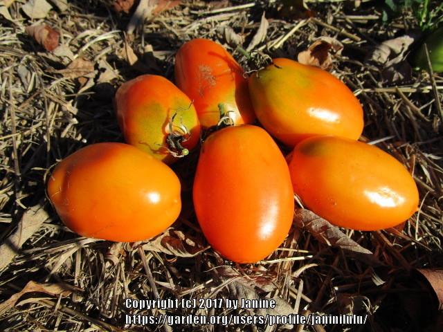 Photo of Tomato (Solanum lycopersicum 'Orange Banana') uploaded by janinilulu