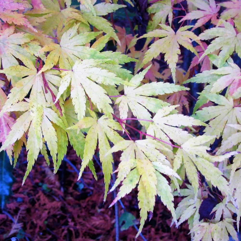 Photo of Japanese Maple (Acer palmatum 'Butterfly') uploaded by Bonehead