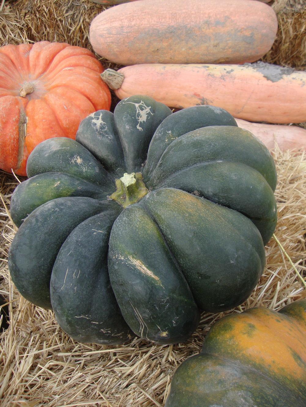 Photo of Gourds, Squashes and Pumpkins (Cucurbita) uploaded by Paul2032