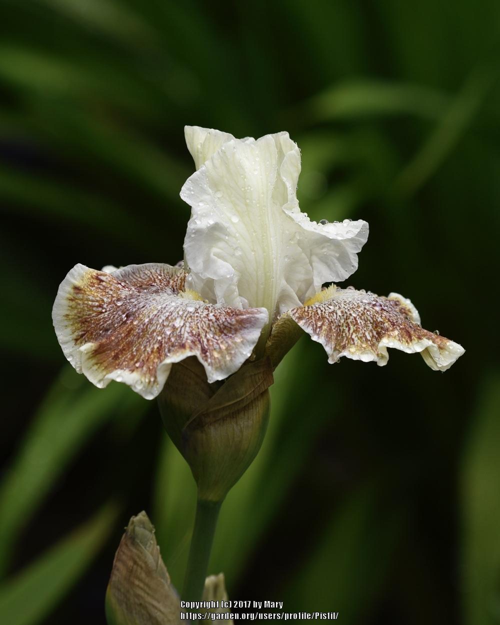 Photo of Tall Bearded Iris (Iris 'Owyhee Desert') uploaded by Pistil