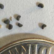Magnification shows corrugated surface of seeds.