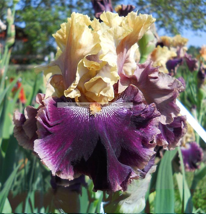 Photo of Tall Bearded Iris (Iris 'Shared Secrets') uploaded by TBMan