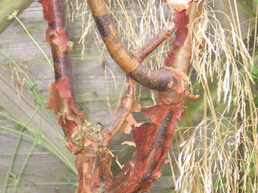 Photo of Paperbark Maple (Acer griseum) uploaded by Yorkshirelass