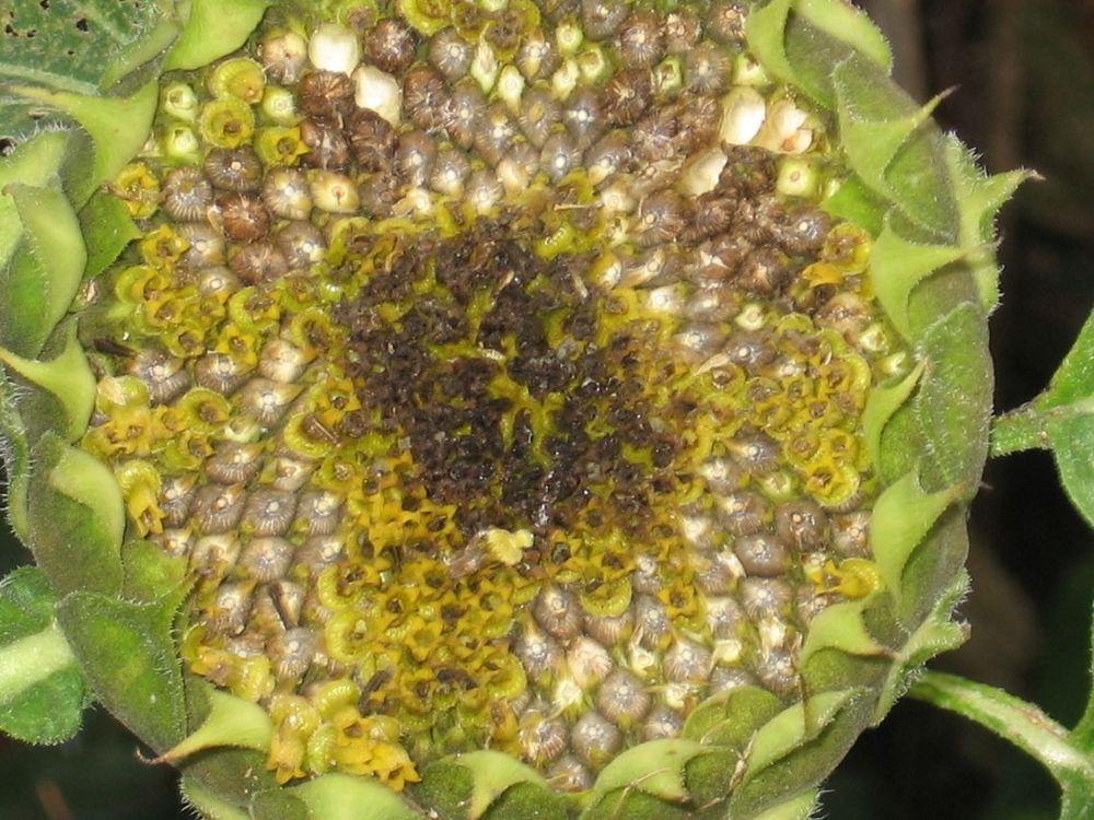 Photo of Sunflowers (Helianthus annuus) uploaded by Yorkshirelass