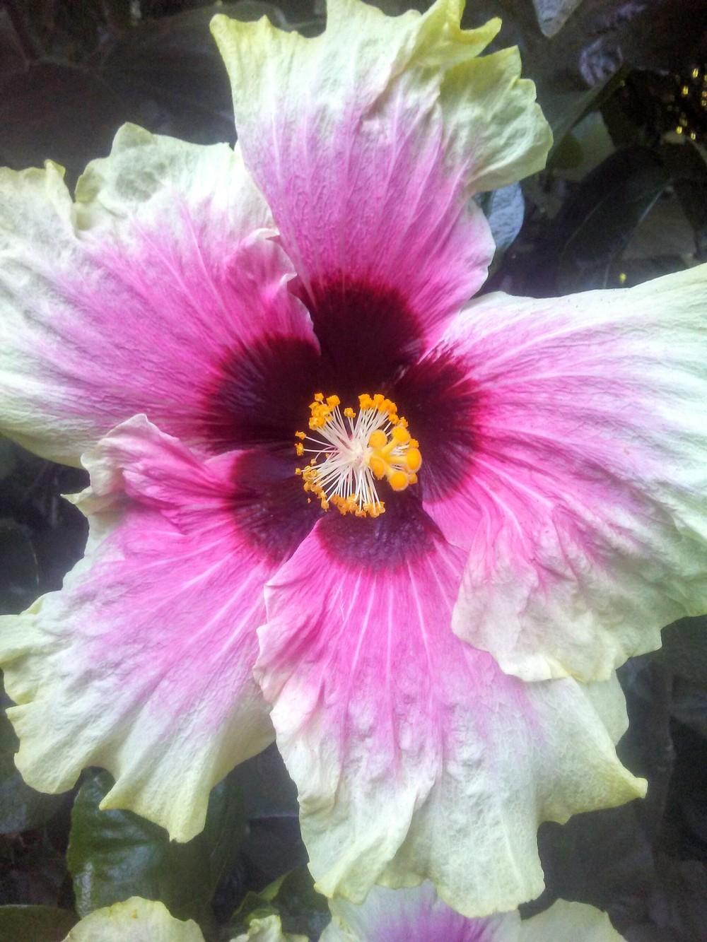 Photo of Hibiscus uploaded by carlysuko