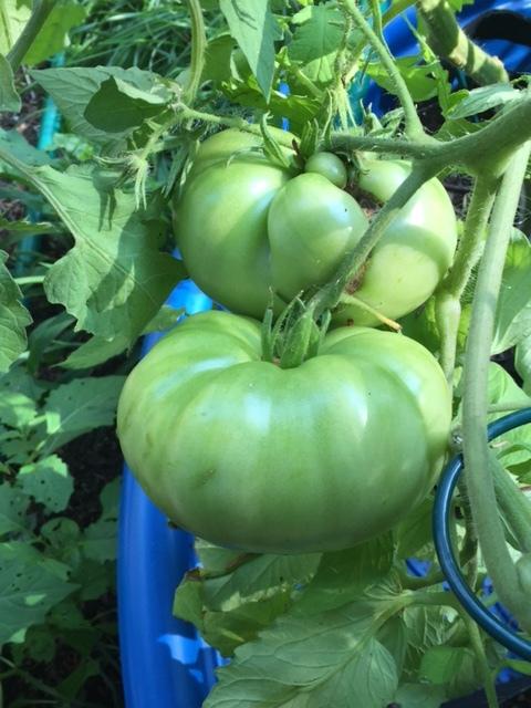 Photo of Tomato (Solanum lycopersicum 'Purple Calabash') uploaded by gngrbluiz