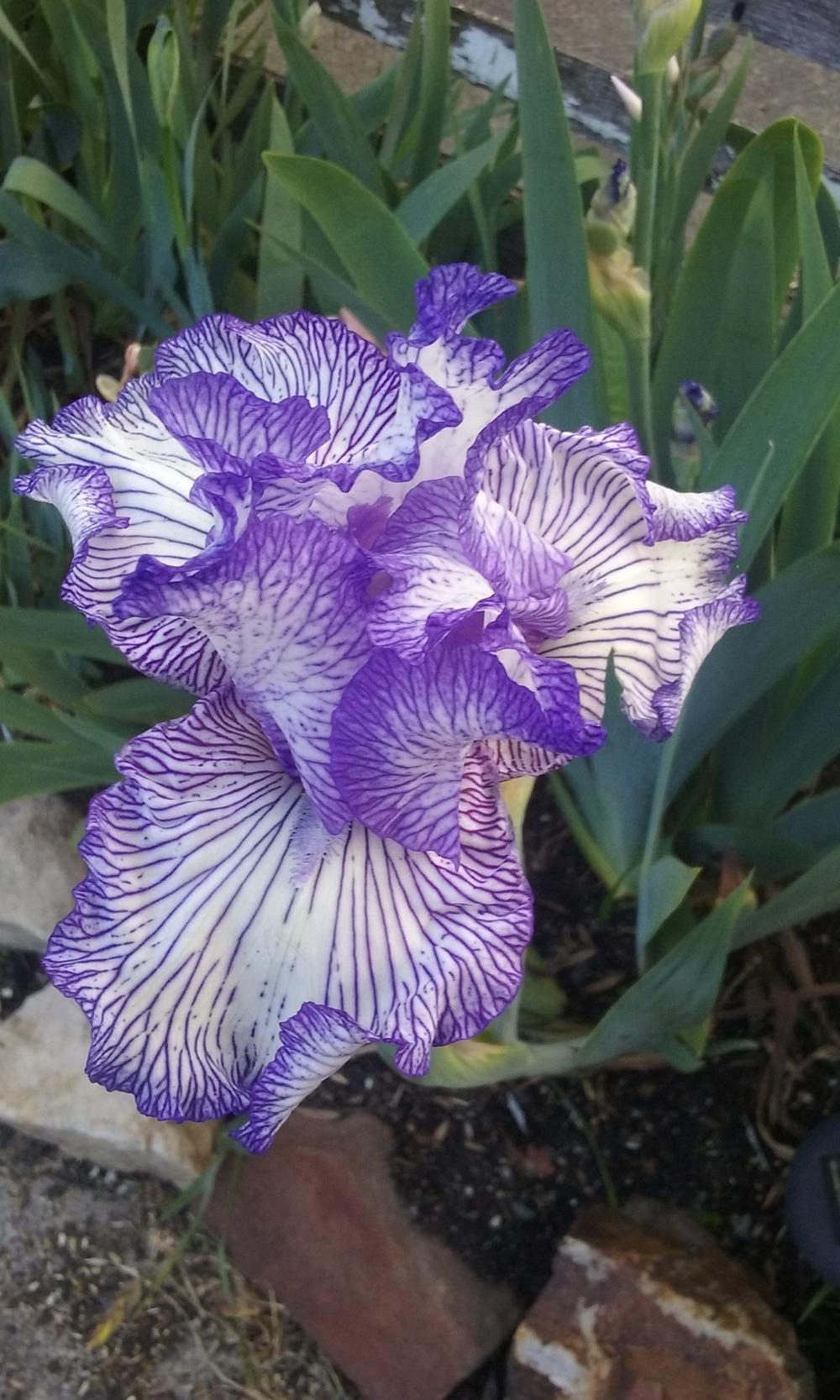 Photo of Tall Bearded Iris (Iris 'Autumn Circus') uploaded by gwhizz