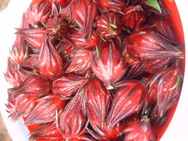 Photo of Roselle (Hibiscus sabdariffa) uploaded by pod