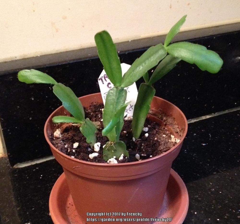 Photo of Christmas Cactus (Schlumbergera truncata) uploaded by Frenchy21