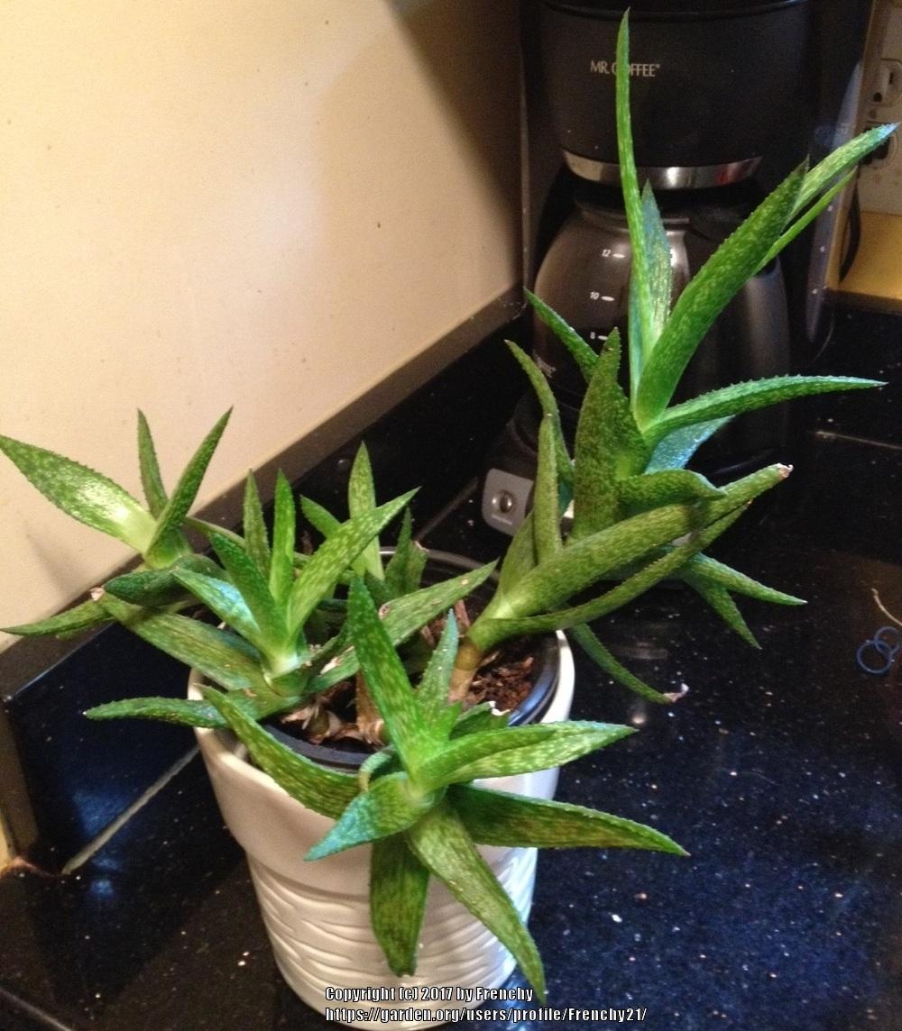 Photo of Aloes (Aloe) uploaded by Frenchy21